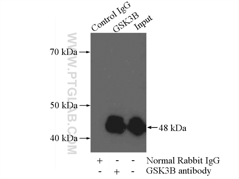 GSK3B Polyclonal antibody