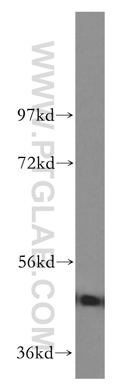 WB analysis of HeLa using 51065-1-AP