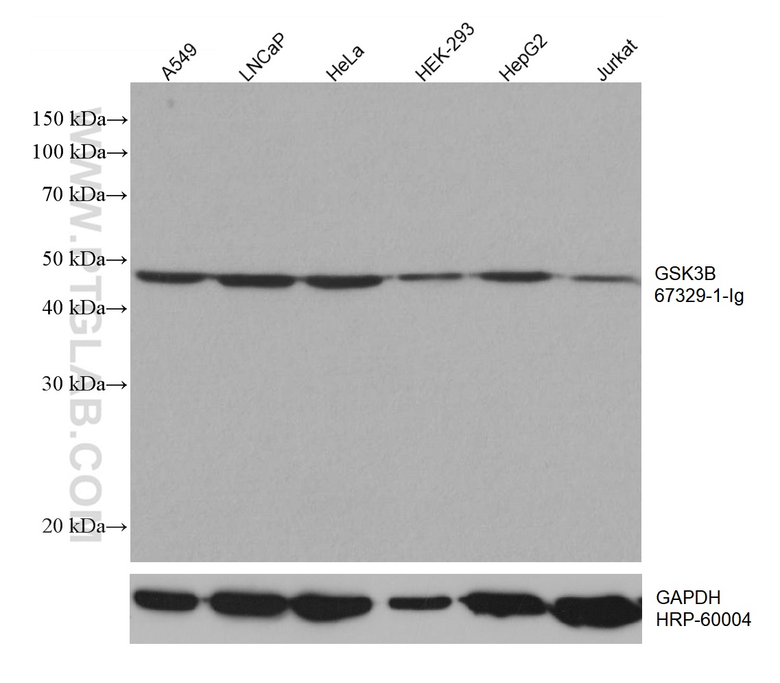 WB analysis using 67329-1-Ig