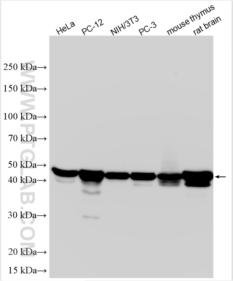 WB analysis using RMX00019