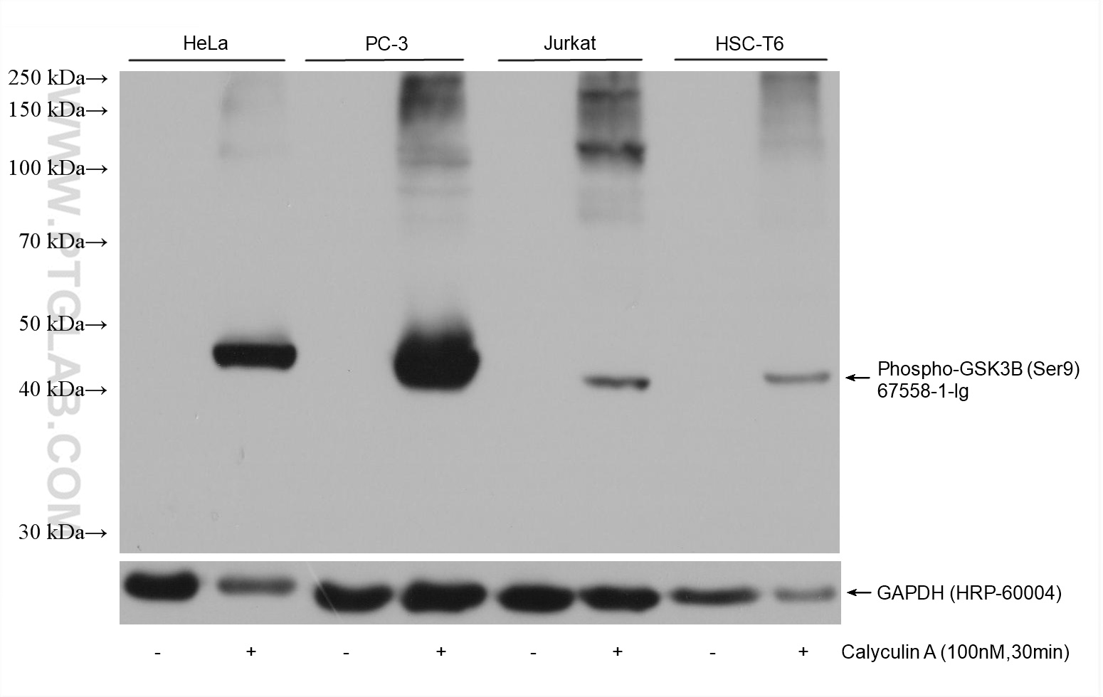 WB analysis using 67558-1-Ig