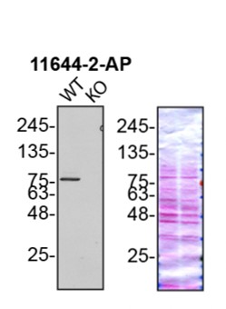 WB analysis of U2OS using 11644-2-AP