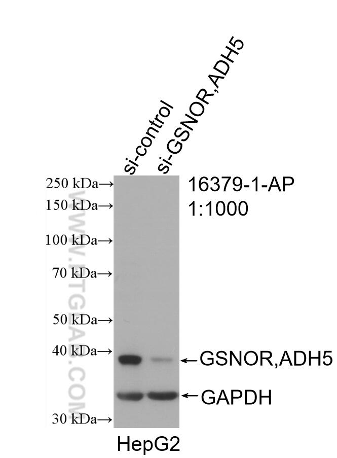 WB analysis of HepG2 using 16379-1-AP