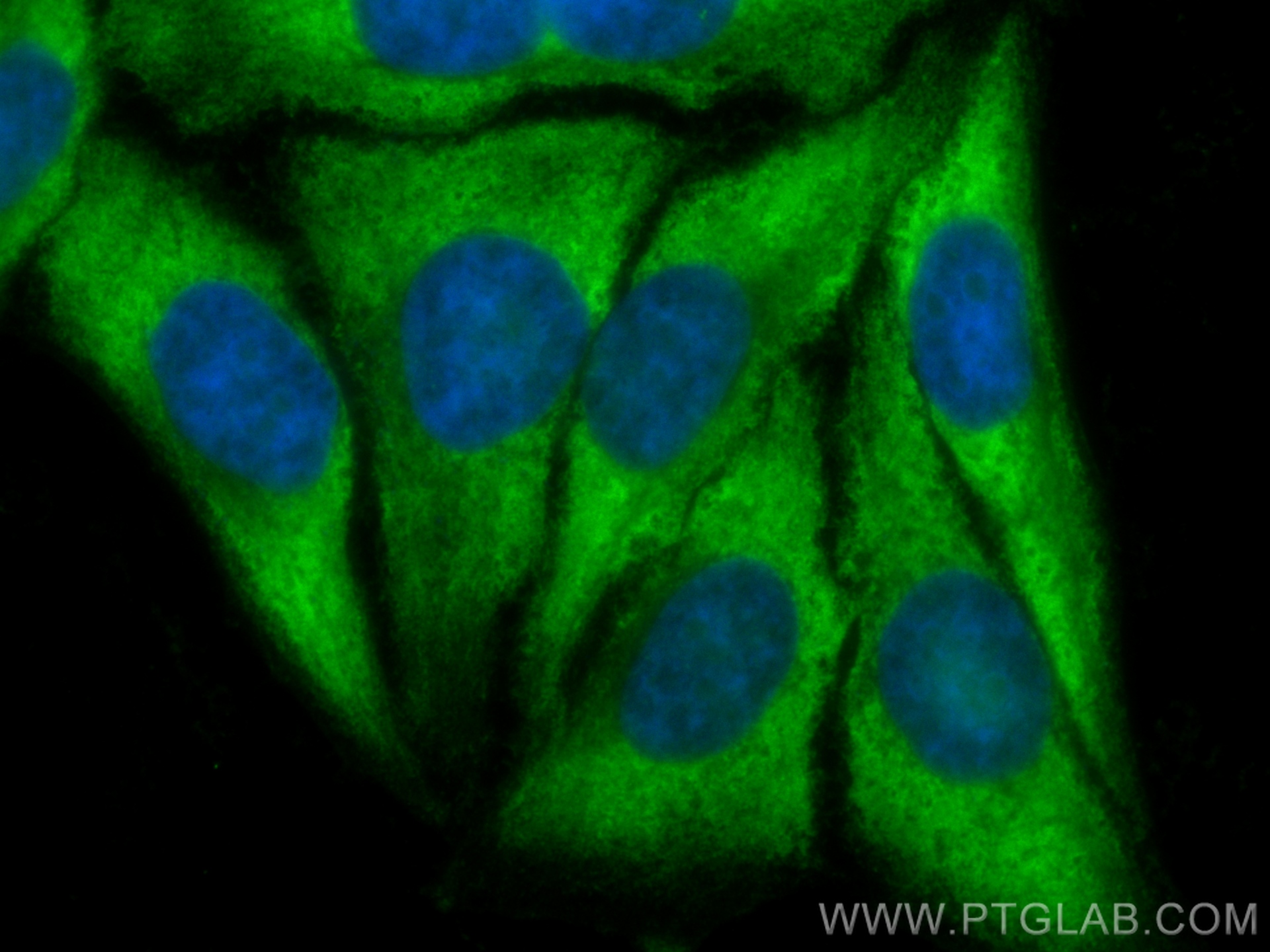 IF Staining of HepG2 using CL488-11051