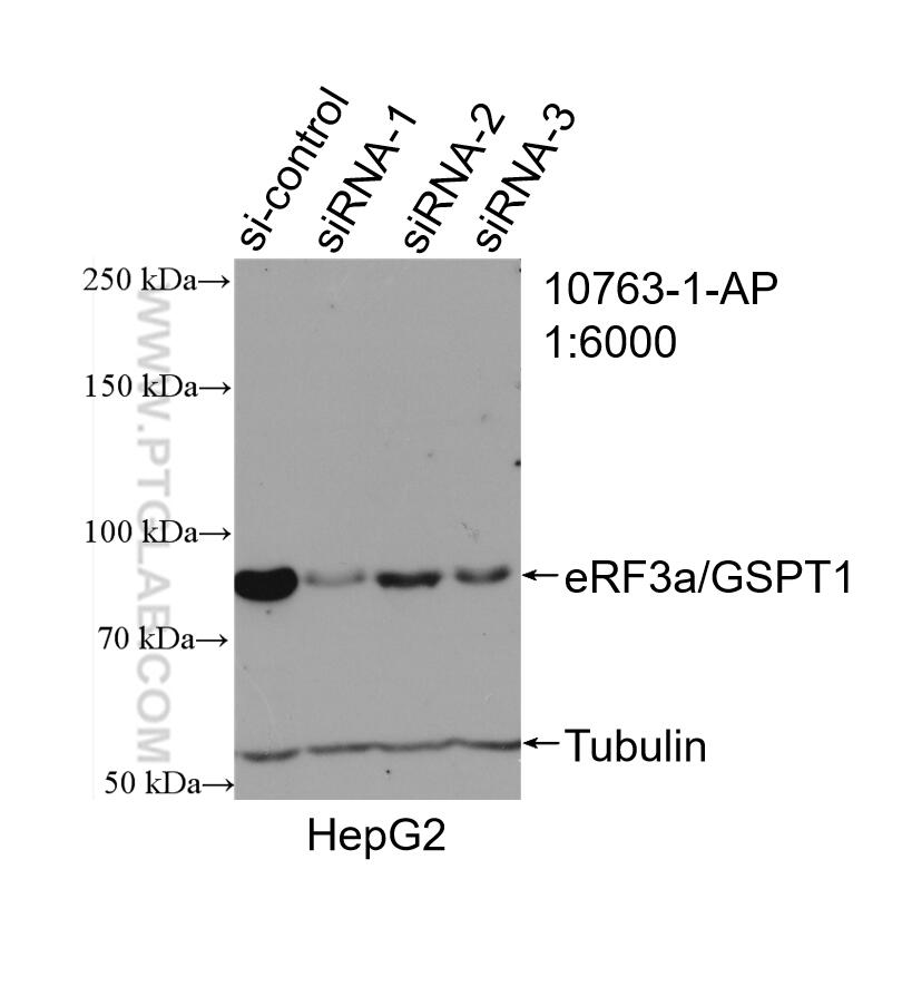 WB analysis of HepG2 using 10763-1-AP