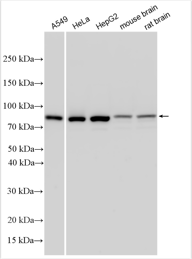 WB analysis using 10763-1-AP