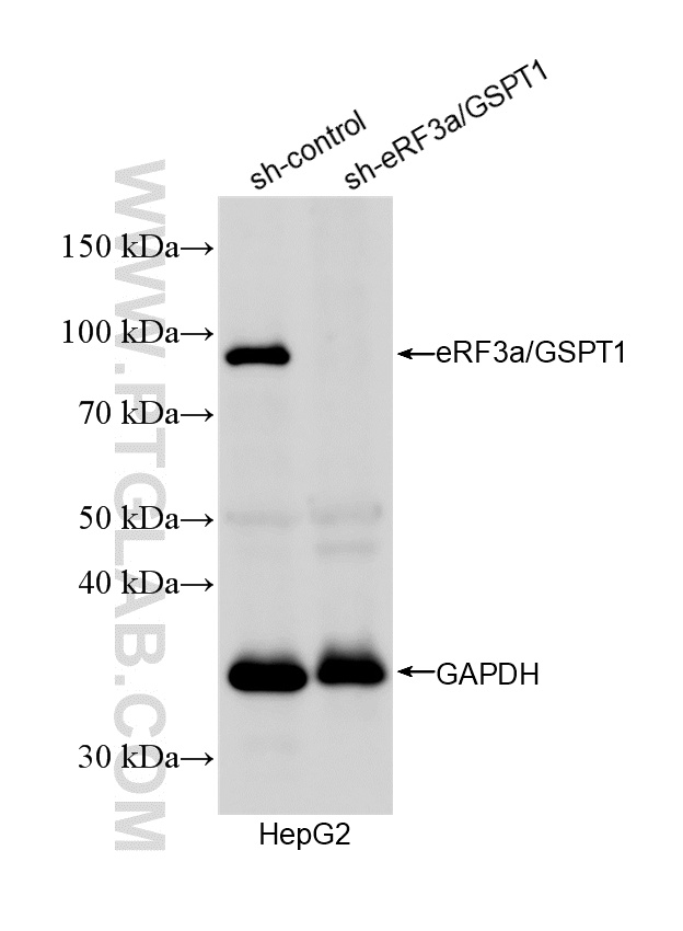 WB result of eRF3a/GSPT1 antibody (10763-1-AP; 1:6000; incubated at room temperature for 1.5 hours) with sh-Control and sh-eRF3a/GSPT1 transfected HepG2 cells. WB analysis of HepG2 using 10763-1-AP