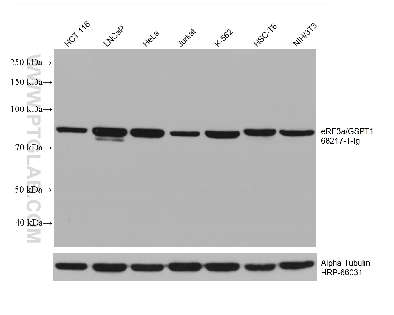 WB analysis using 68217-1-Ig