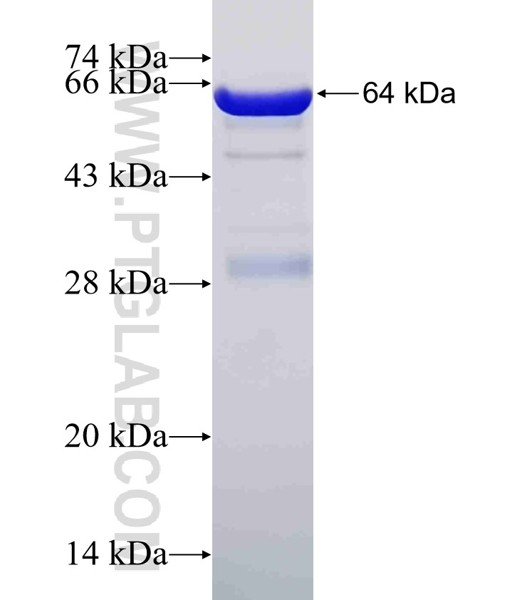 GSPT1 fusion protein Ag1184 SDS-PAGE