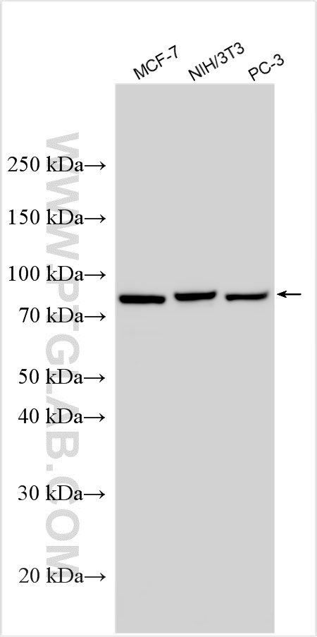WB analysis using 12989-1-AP