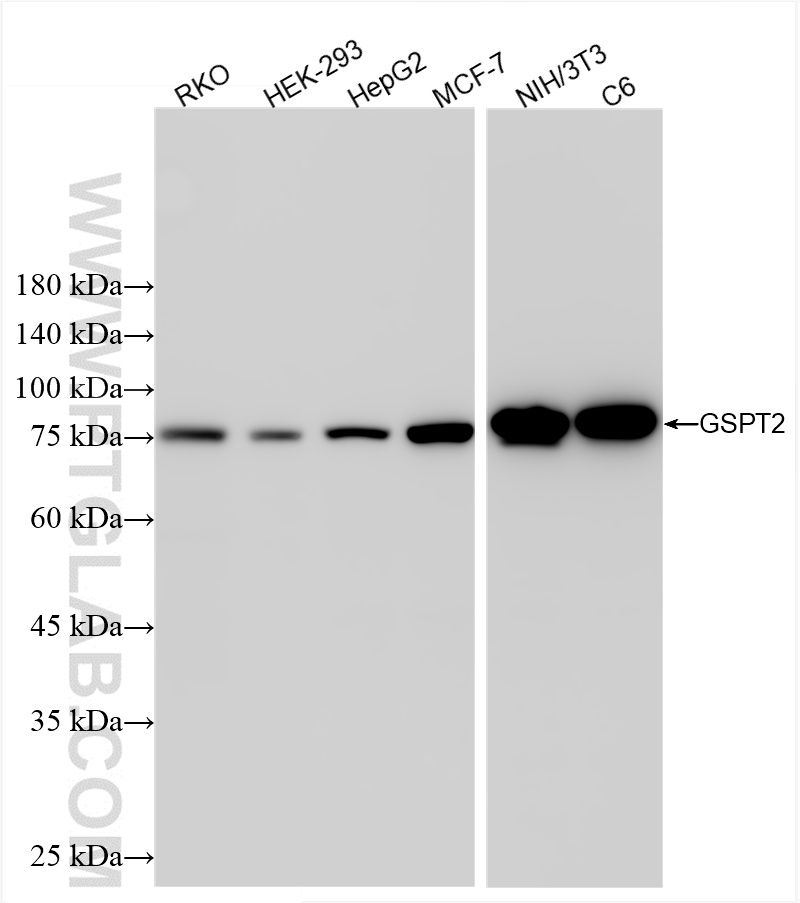 WB analysis using 86508-3-RR
