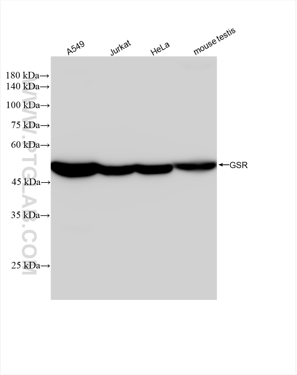 WB analysis using 84480-2-RR