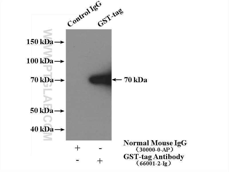 IP experiment of Recombinant protein using 66001-2-Ig (same clone as 66001-2-PBS)