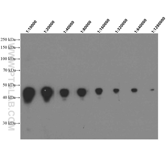 WB analysis of Recombinant protein using 66001-2-Ig (same clone as 66001-2-PBS)