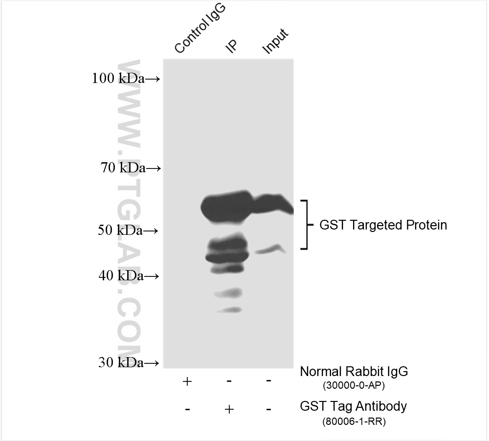 IP experiment of Recombinant protein using 80006-1-RR