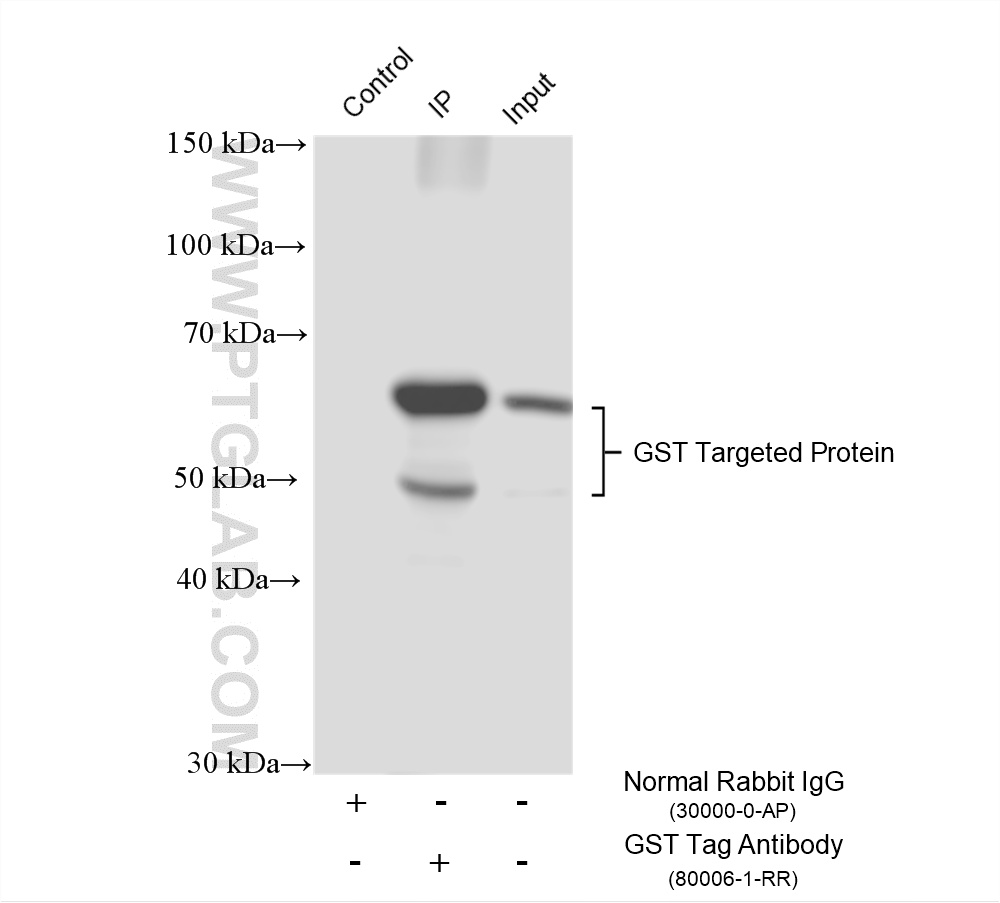 IP experiment of Recombinant protein using 80006-1-RR
