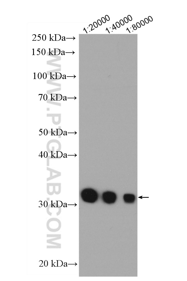 WB analysis of Recombinant protein using HRP-66001