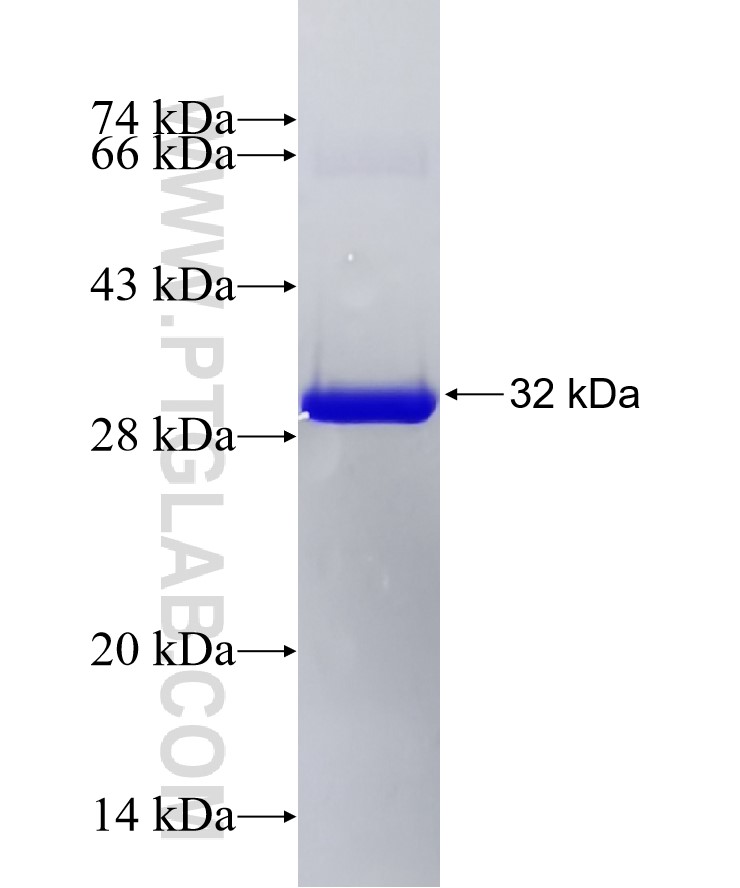 GST Tag fusion protein Ag25094 SDS-PAGE