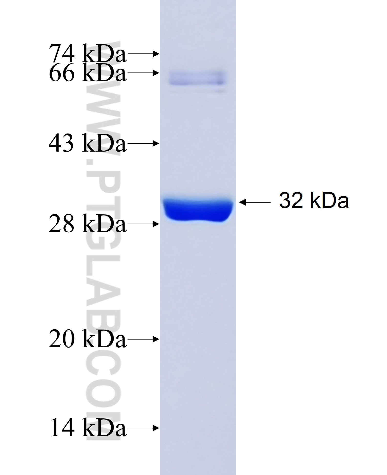 GST Tag fusion protein Ag25094 SDS-PAGE