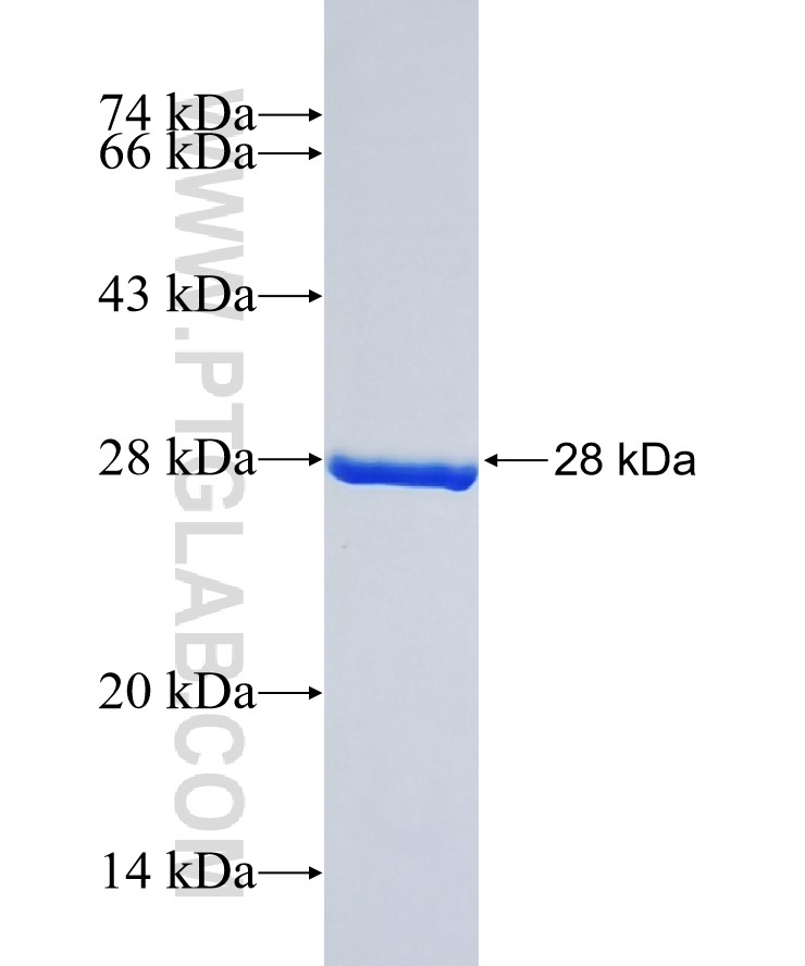 GST Tag fusion protein Ag0040 SDS-PAGE