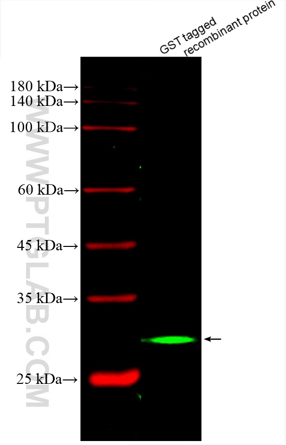 WB analysis using CL488-66001