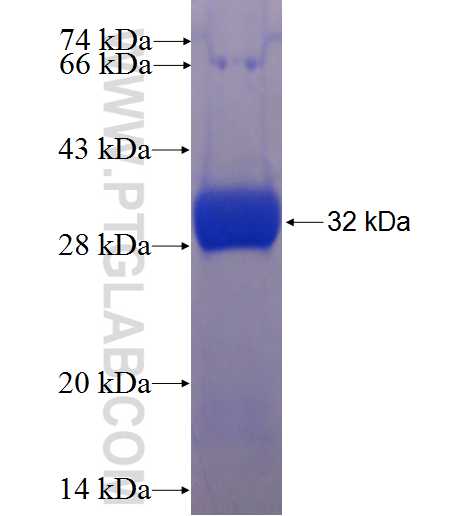 GSTA1 fusion protein Ag6084 SDS-PAGE