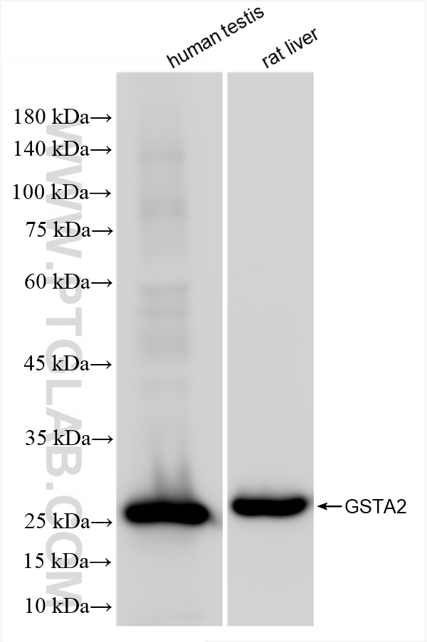 WB analysis using 86428-3-RR (same clone as 86428-3-PBS)