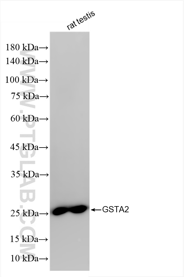 WB analysis of rat testis using 86428-3-RR (same clone as 86428-3-PBS)