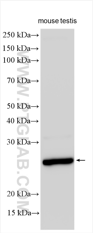 WB analysis using 16703-1-AP