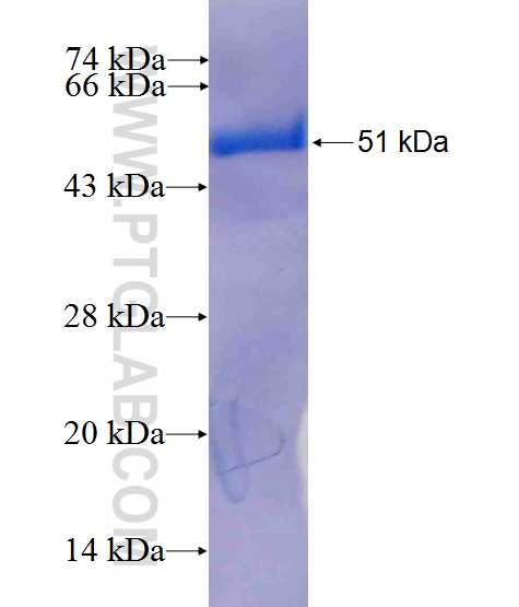 GSTA3 fusion protein Ag10101 SDS-PAGE