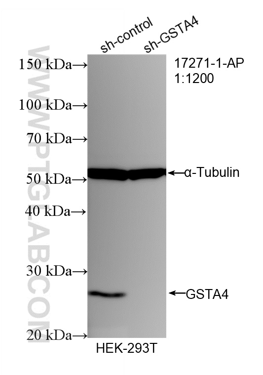 WB analysis of HEK-293T using 17271-1-AP WB analysis of HEK-293T using 17271-1-AP