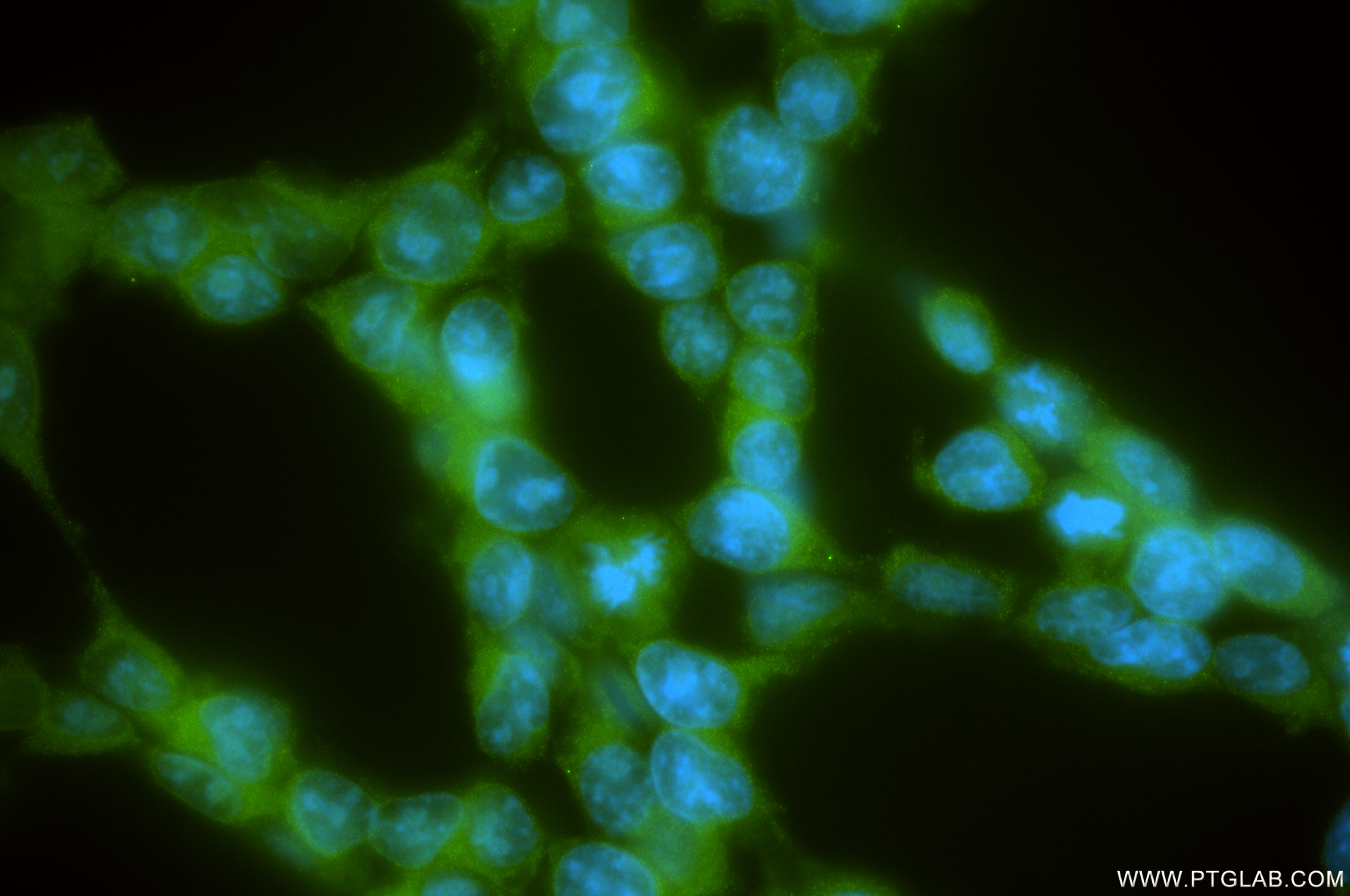 IF Staining of HEK-293 using 85954-2-RR