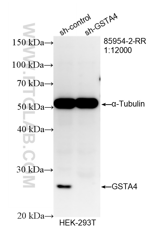 WB analysis of HEK-293T using 85954-2-RR WB analysis of HEK-293T using 85954-2-RR
