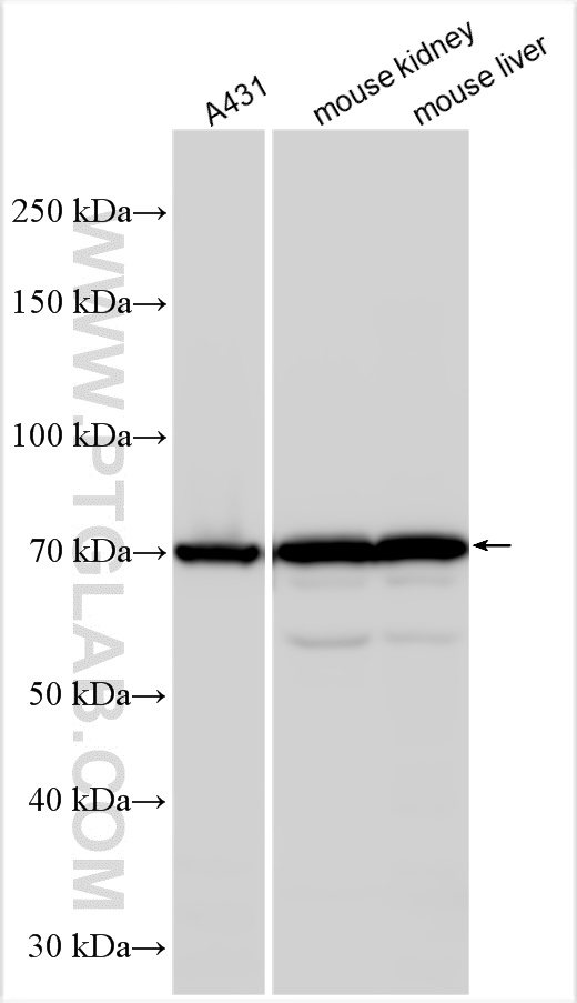 WB analysis using 17502-1-AP