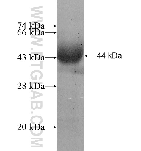 GSTCD fusion protein Ag11690 SDS-PAGE