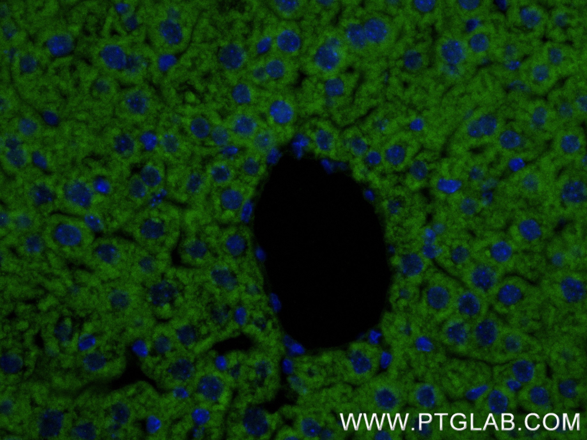 IF Staining of mouse liver using 81527-1-RR (same clone as 81527-1-PBS)