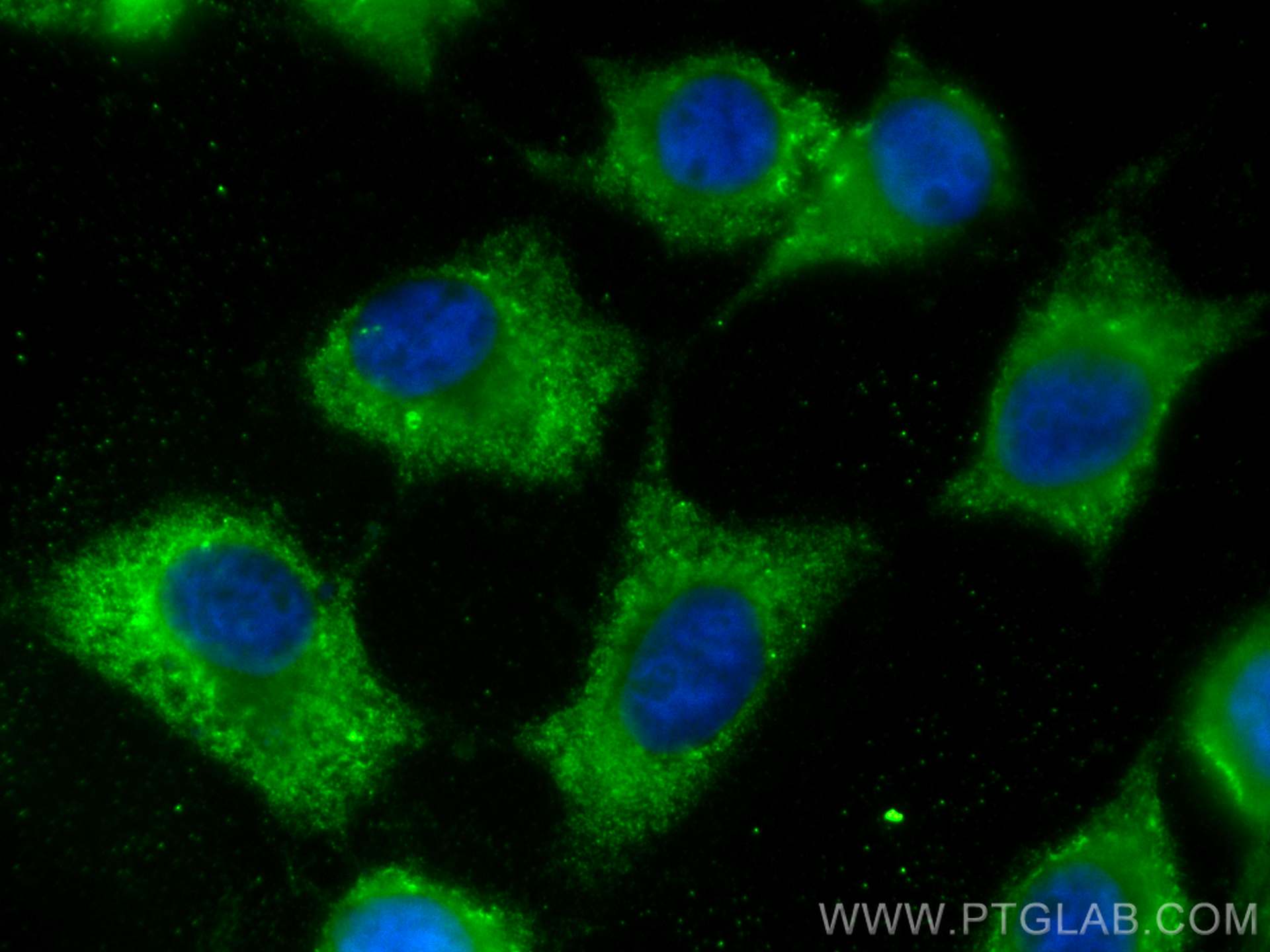 IF Staining of A431 using CL488-67634