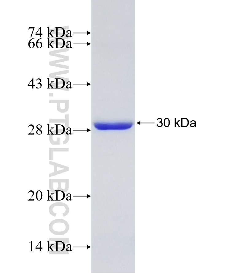 GSTM3 fusion protein Ag7494 SDS-PAGE