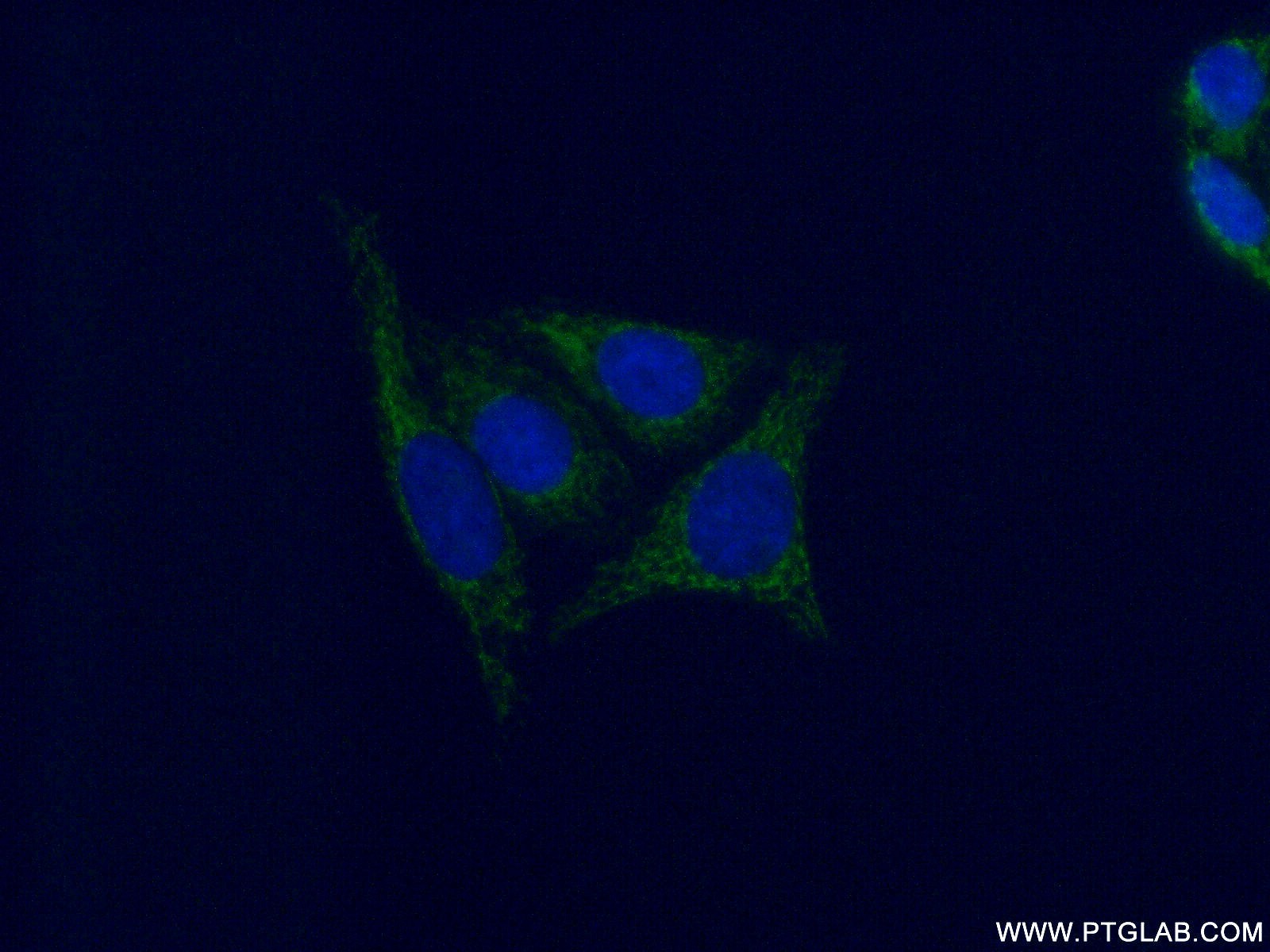 IF Staining of HepG2 using 16766-1-AP