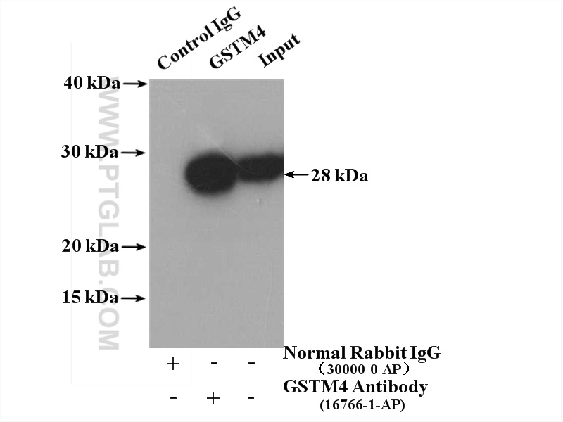 IP experiment of mouse lung using 16766-1-AP