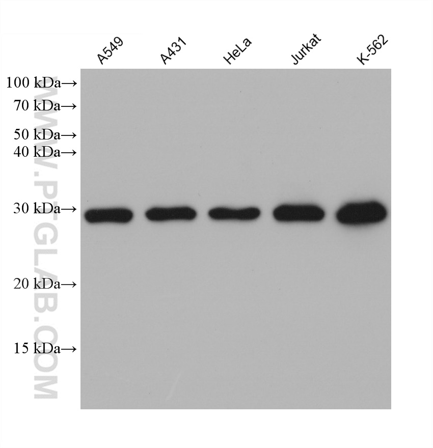 WB analysis using 60150-2-Ig (same clone as 60150-2-PBS)