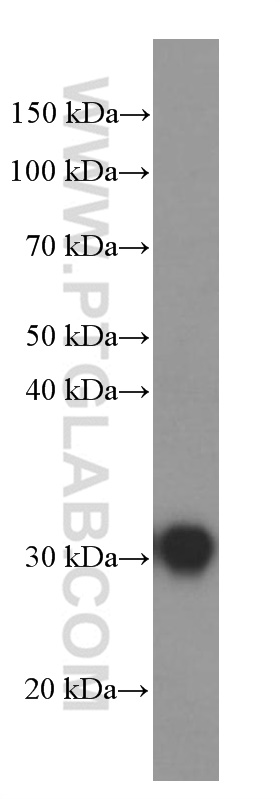 WB analysis of human heart using 60150-2-Ig (same clone as 60150-2-PBS)