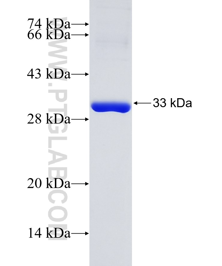 GSTO1 fusion protein Ag7307 SDS-PAGE