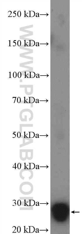 WB analysis of mouse testis using 14562-1-AP