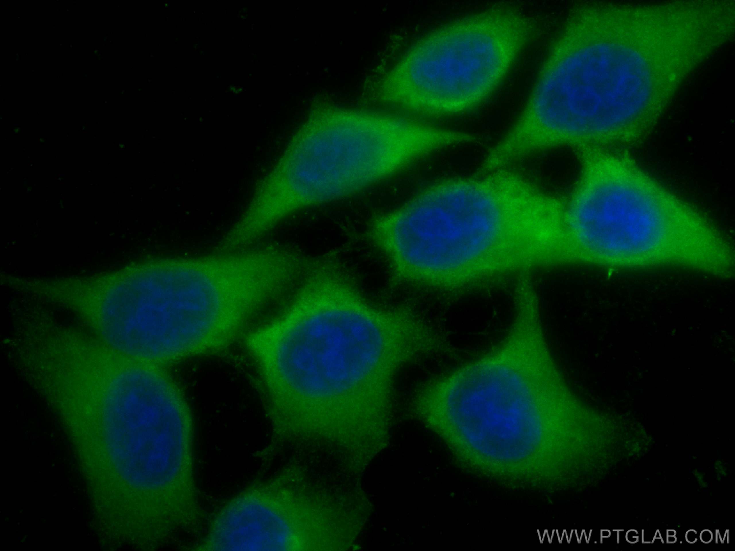 IF Staining of HepG2 using 66715-1-Ig (same clone as 66715-1-PBS)
