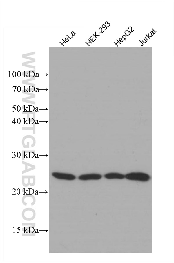 WB analysis using 66715-1-Ig