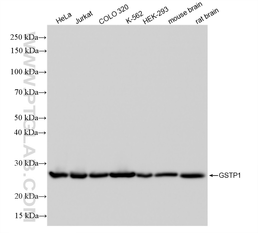 WB analysis using 86708-1-RR (same clone as 86708-1-PBS) WB analysis using 86708-1-RR (same clone as 86708-1-PBS)