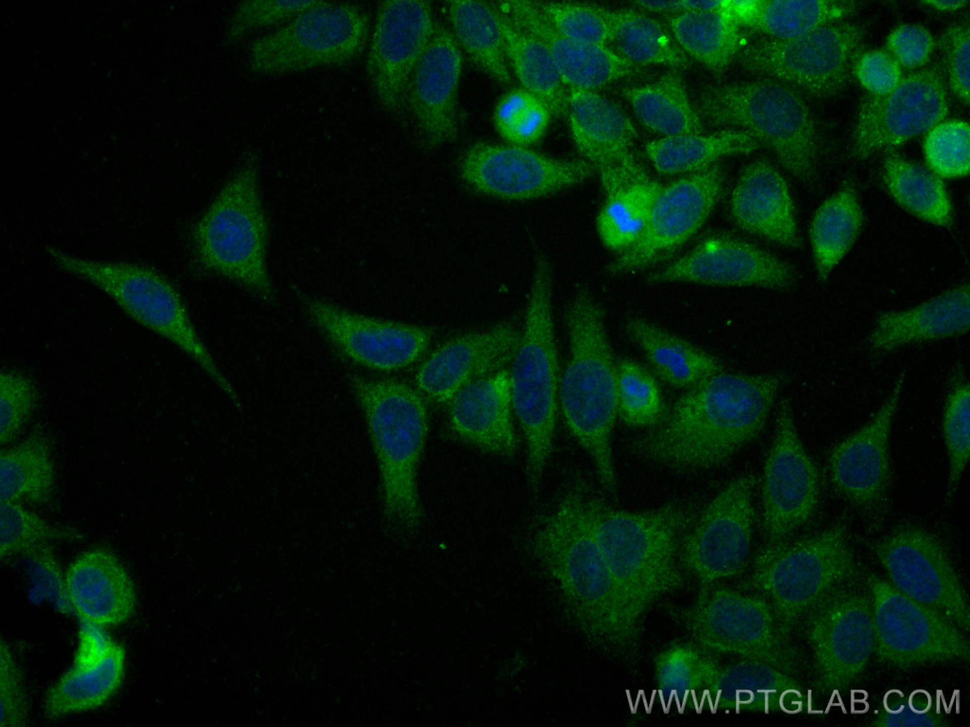 IF Staining of HepG2 using CL488-66715