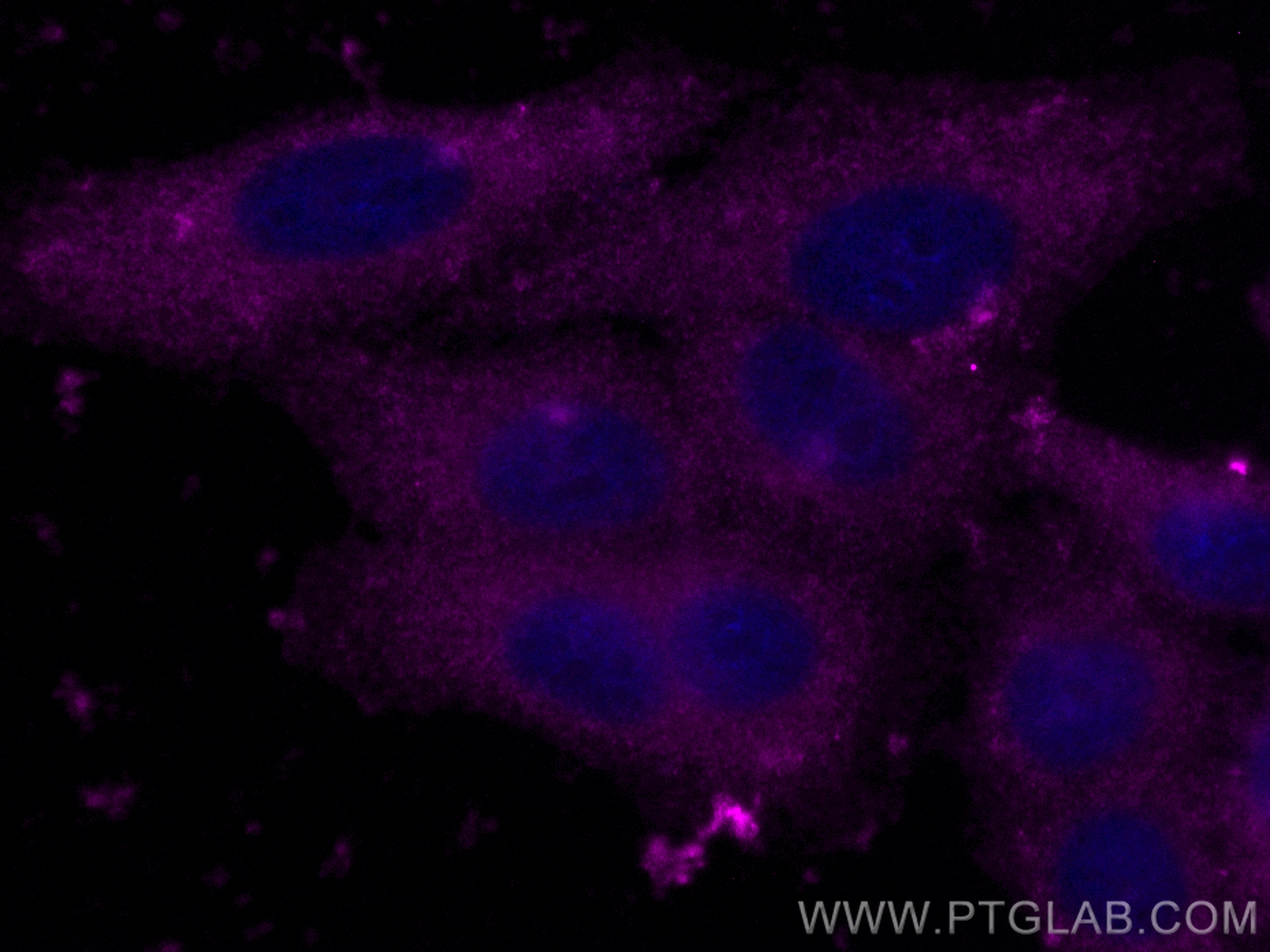 IF Staining of HepG2 using CL647-15902