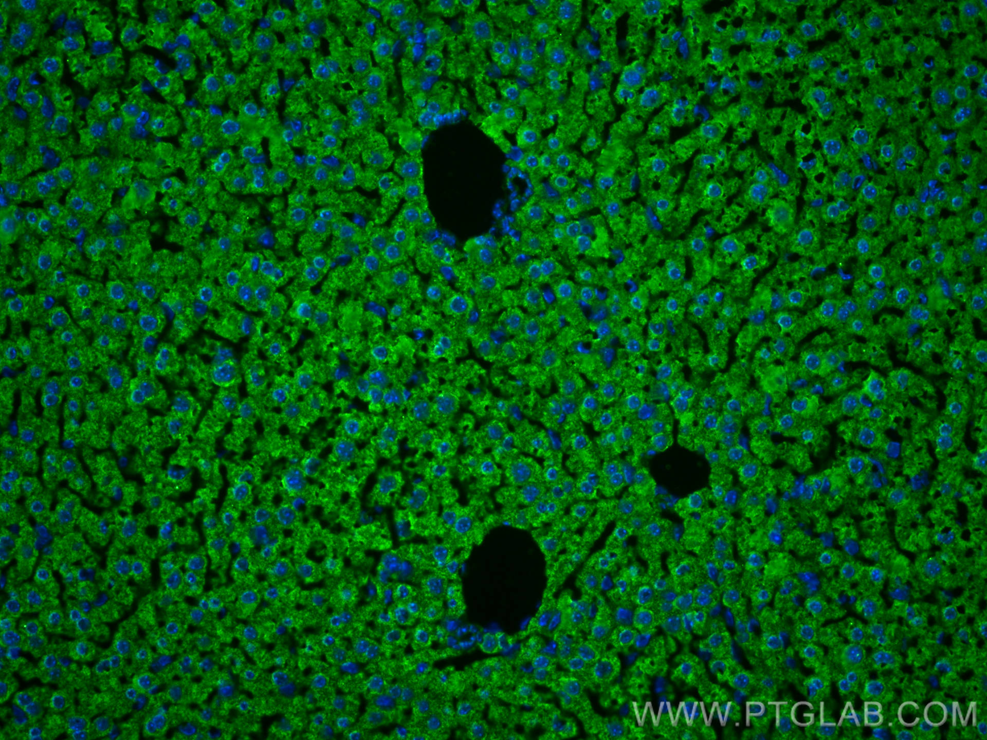 IF Staining of mouse liver using 67645-1-Ig (same clone as 67645-1-PBS)